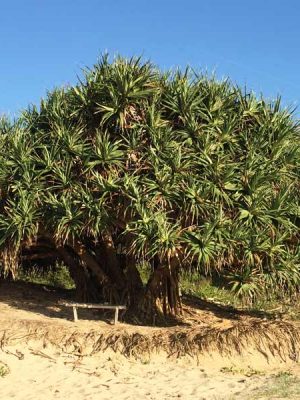 carnarvon-v2-1500x600